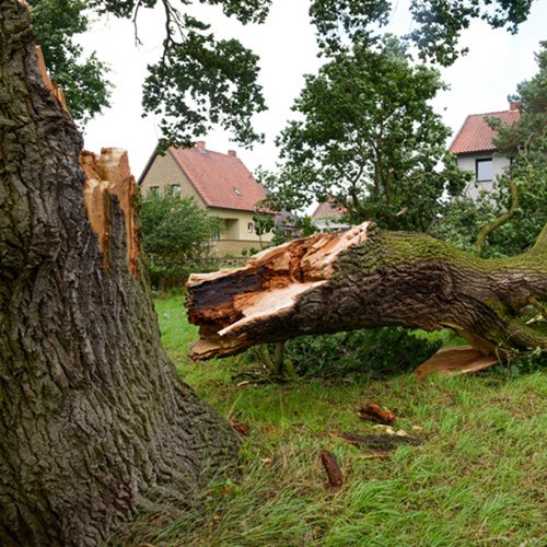 Tree downed by storm